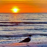 Beach Palms 404