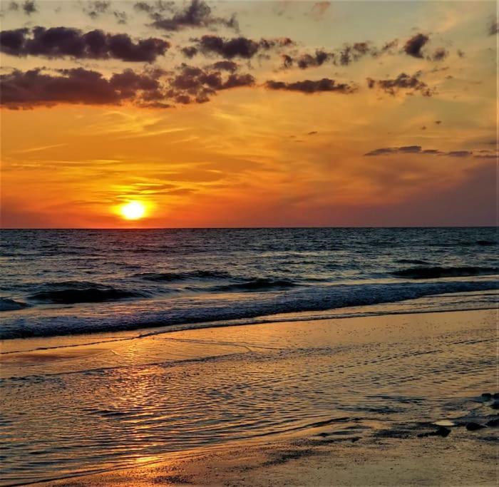 Dolphin Watch * Clearwater Beach