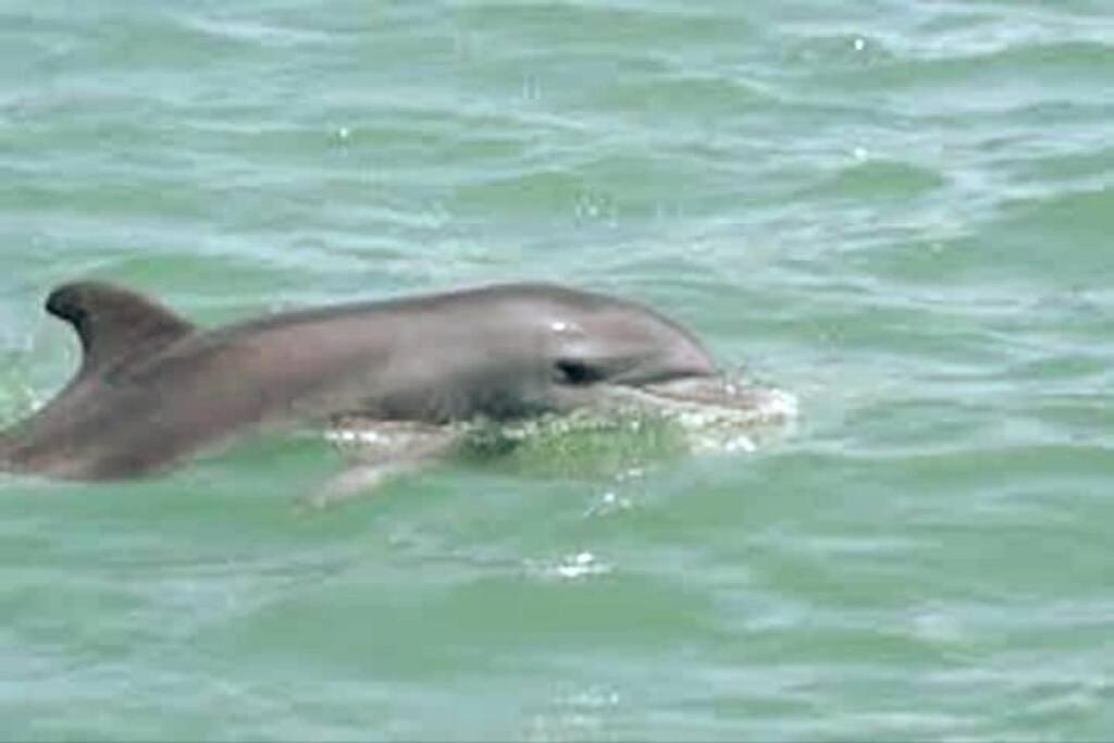Holiday home Irb Surf House Waterfront Oasis+ Sunshine +fun Kayaks Clearwater Beach