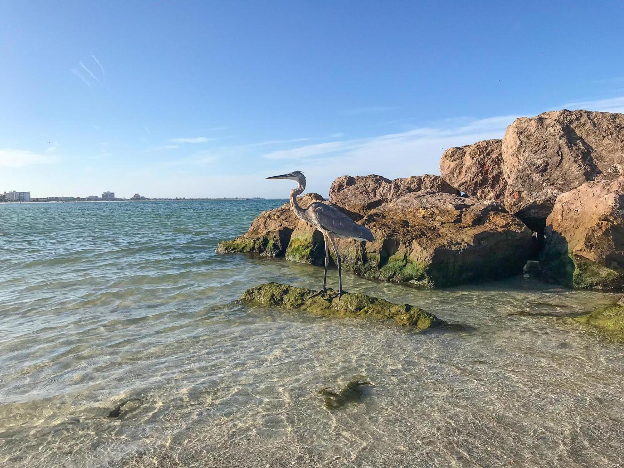 Open - Private Beachfront Home/great For Groups/dogs Ok* Clearwater Beach